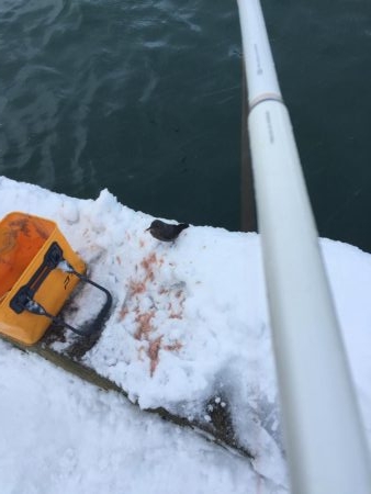 極寒のチヌ釣り