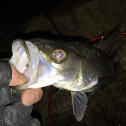 セイゴ釣行