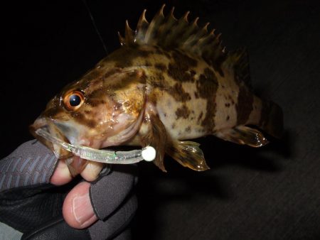 ガッシー君にに癒されました