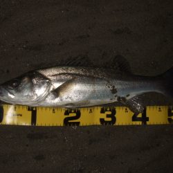 1バイトあるかないかの釣り