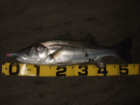 1バイトあるかないかの釣り