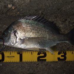 厳冬期のチニング