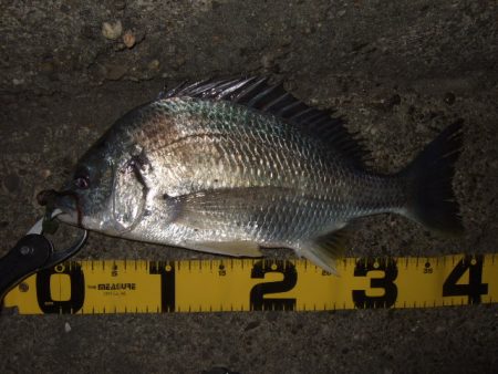 厳冬期のチニング