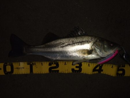 かなり戻ってきてます