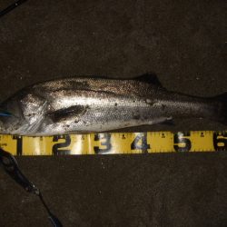 真冬から春のパターンへ