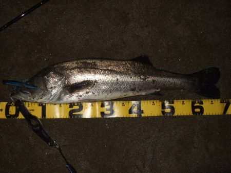 真冬から春のパターンへ