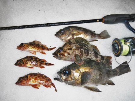 今夜も行ってしまいました