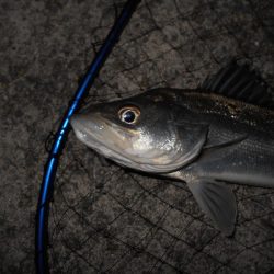 小さくても貴重な1匹…(淀川シーバス釣行)。