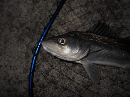 小さくても貴重な1匹…(淀川シーバス釣行)。