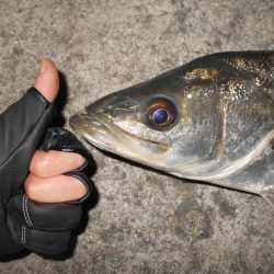 オェ～～～！！(淀川シーバス釣行)。