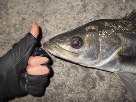 オェ～～～！！(淀川シーバス釣行)。