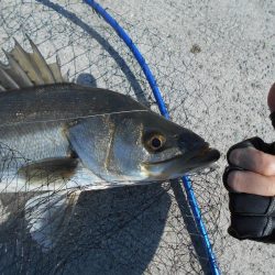 ちょこっとデイゲーム(淀川シーバス釣行)。