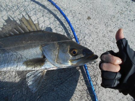 ちょこっとデイゲーム(淀川シーバス釣行)。