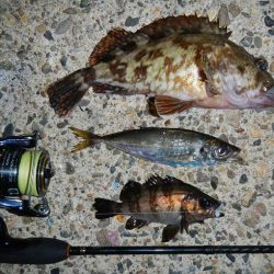 京都府の釣り　ゴールデンウィーク（GW）にオススメ5月前半の釣り情報！②