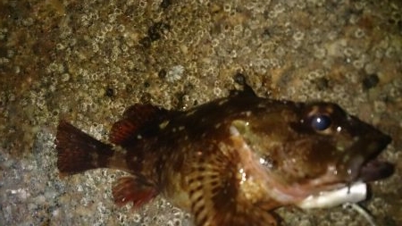 リベンジ成功！？