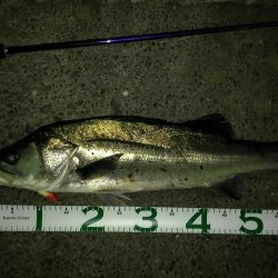 ヒル付きのシーバス