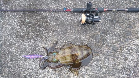 朝だけエギング