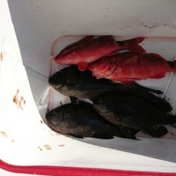 潮岬でグレ釣り