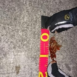 サゴシジャンプ