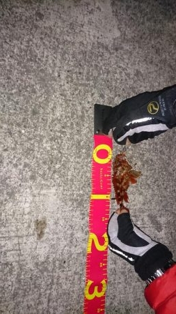 サゴシジャンプ