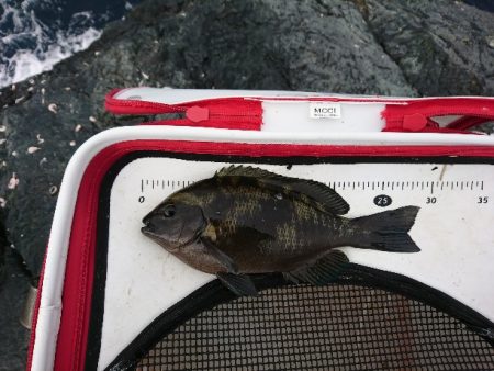 潮岬でグレ釣り