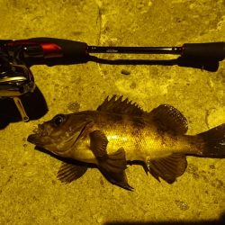 敦賀メバリング