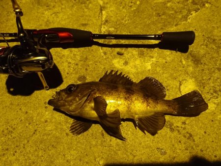 敦賀メバリング