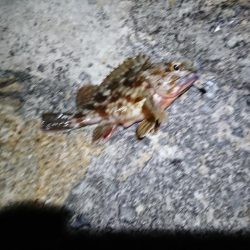 仕事終わりの釣果