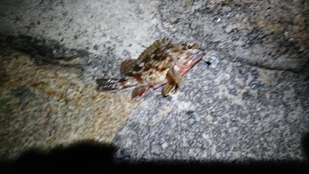 仕事終わりの釣果