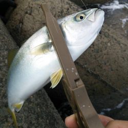 ショアジギング 大阪の青物　開幕時期やタックル情報　おすすめ記事　2017カンパリ投稿！