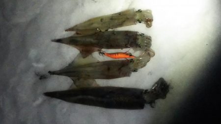 エギング　ヤリイカ