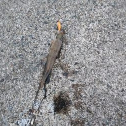 エギング　ヤリイカ