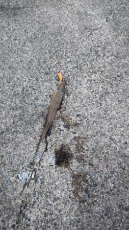 エギング　ヤリイカ