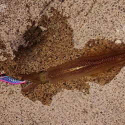 久々のヤリイカ