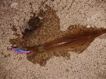 久々のヤリイカ