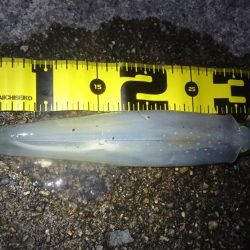 ヤリイカエギング