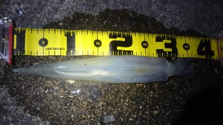 ヤリイカエギング