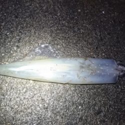 ヤリイカエギング