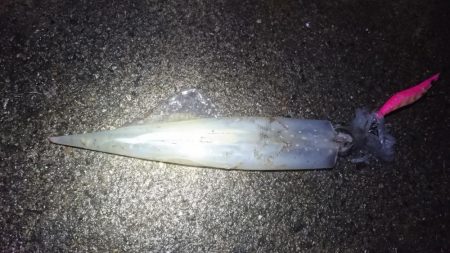 ヤリイカエギング