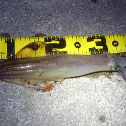 ヤリイカエギング