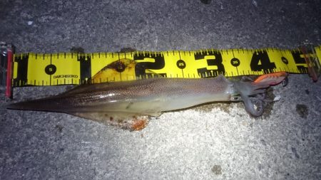 ヤリイカエギング