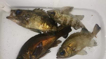 まだまだ厳しいメバリング