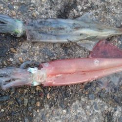 デイヤリイカエギング