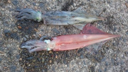 デイヤリイカエギング