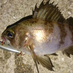 メバルを求めて