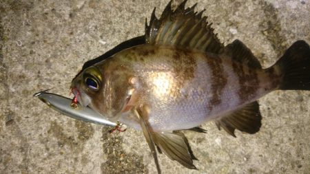 メバルを求めて