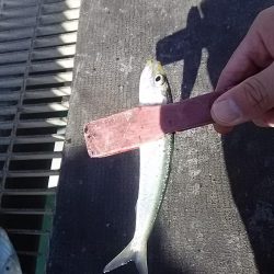 サビキ釣りでマイワシ絶好調