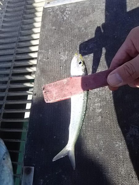 サビキ釣りでマイワシ絶好調
