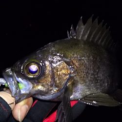 低潮位も高活性！