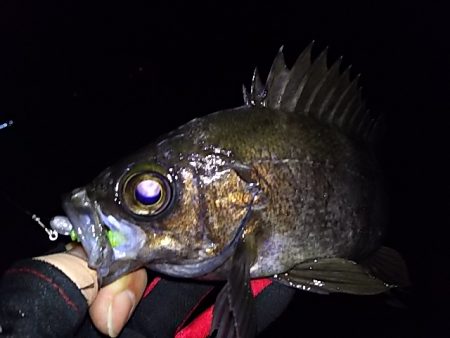 低潮位も高活性！